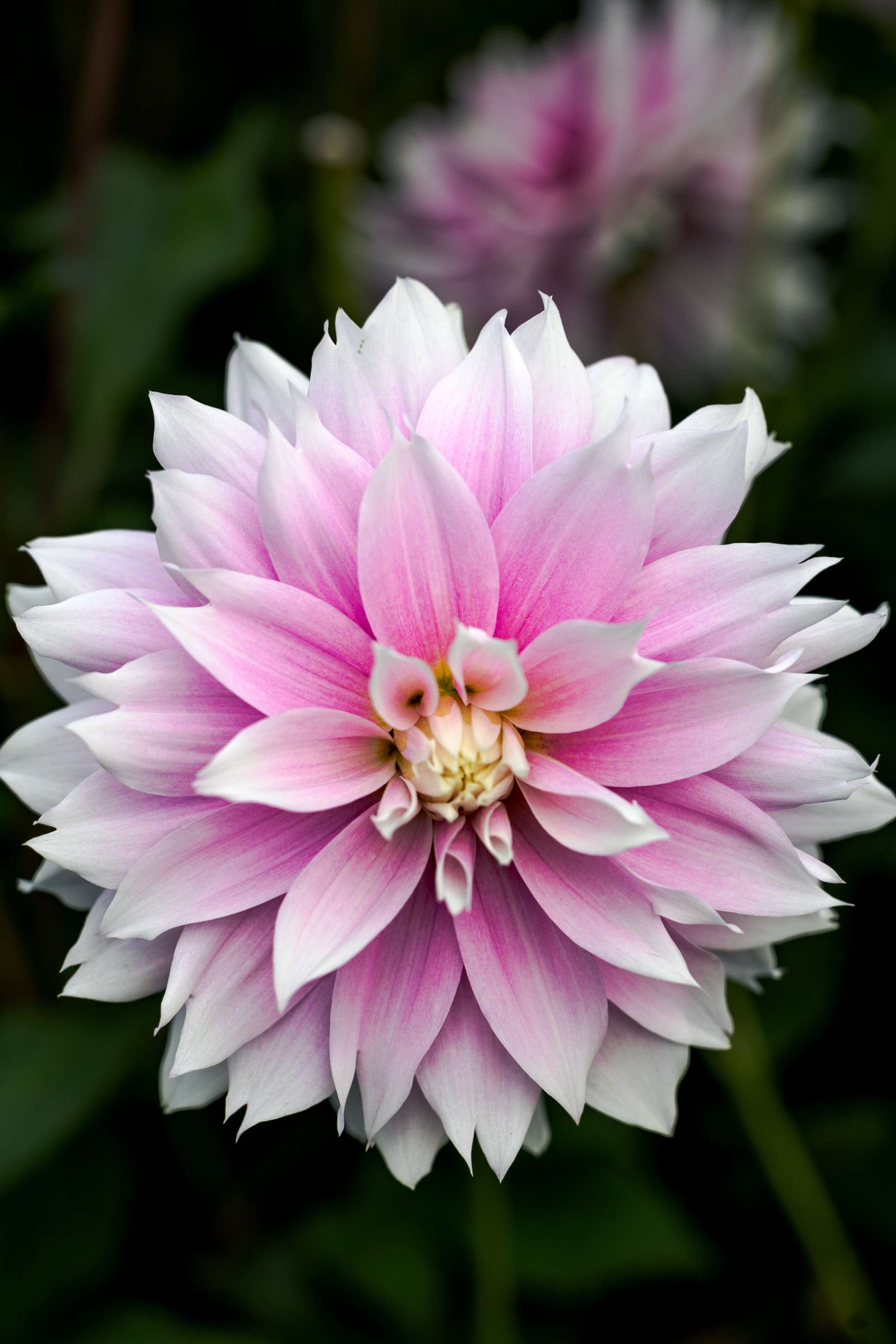 Dahlia 'Evanah'